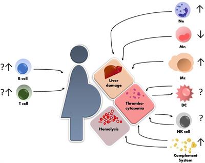 Innate and Adaptive Immune Responses in HELLP Syndrome